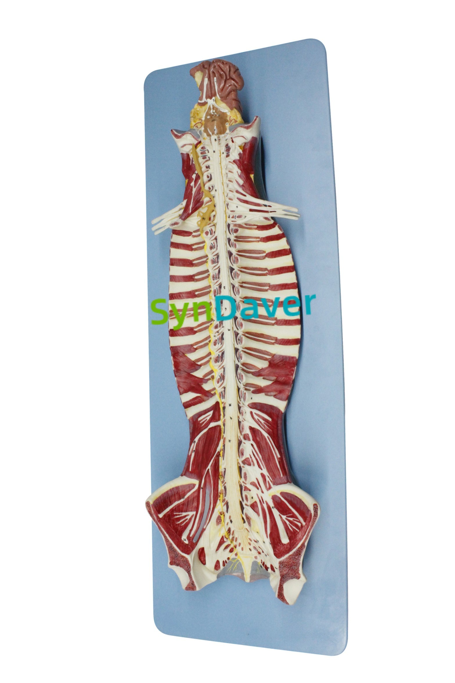 55f6b2ba775a3628a939e84c7c929b29