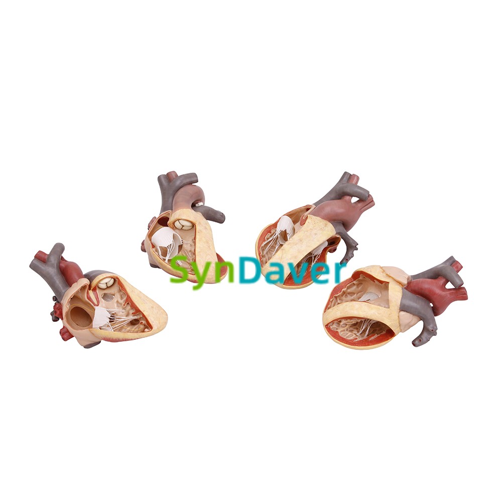 a53b2163658e37763306ee759846feaa