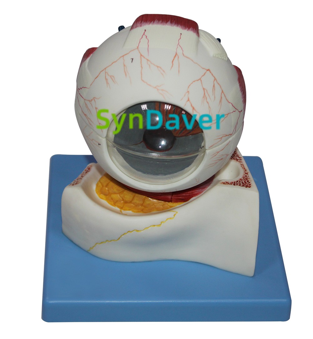 a6f5cd57b8dda37e873046ccb93dfa55