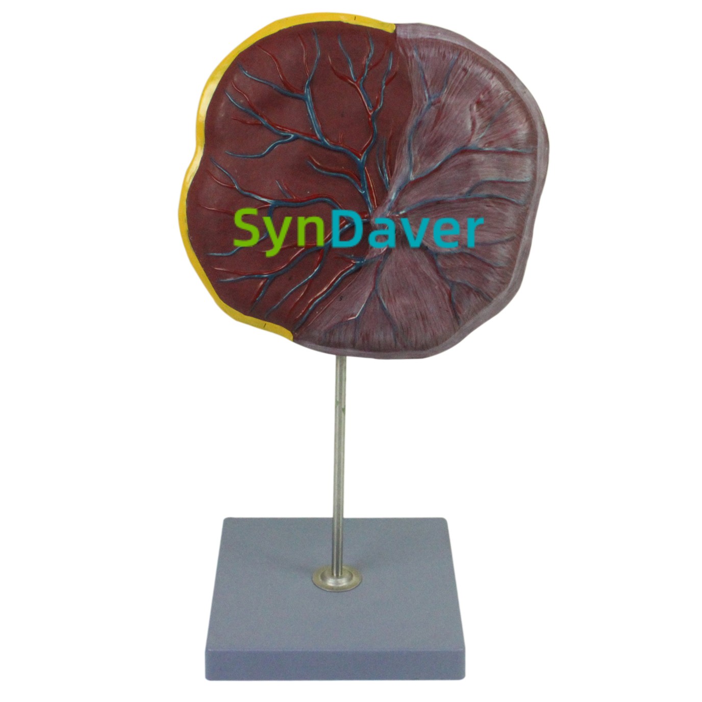 530f15f7c75bb8645a54f111a797d8ca