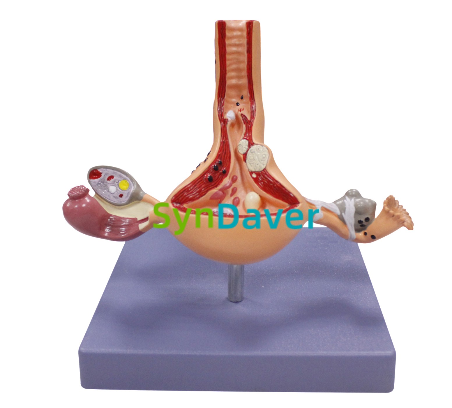 90f3ad7af766a4d82b709cc6c7dd07cd